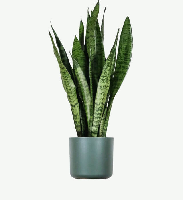 plants ecommerce product featured img 1