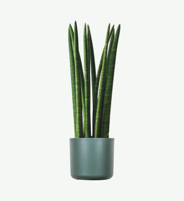 plants ecommerce product featured img 10