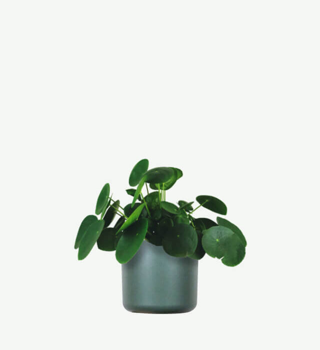 plants ecommerce product featured img 11