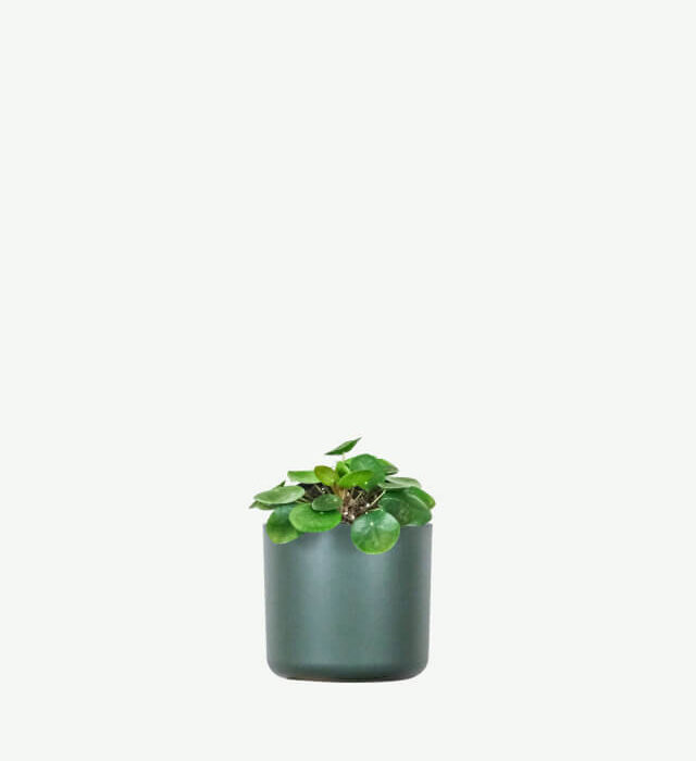 plants ecommerce product featured img 12
