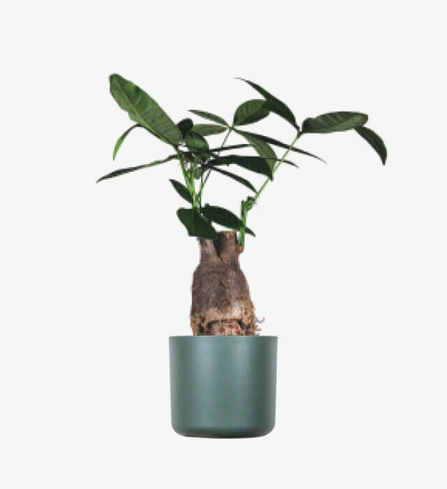 plants ecommerce product featured img 13