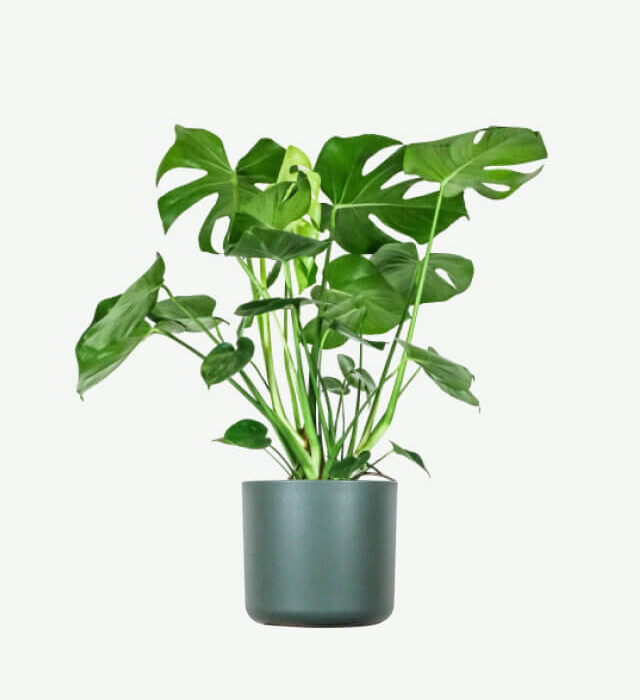 plants ecommerce product featured img 14