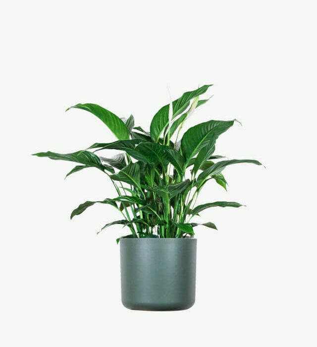 plants ecommerce product featured img 15