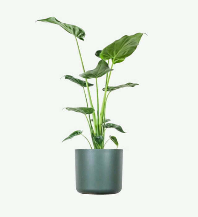 plants ecommerce product featured img 17