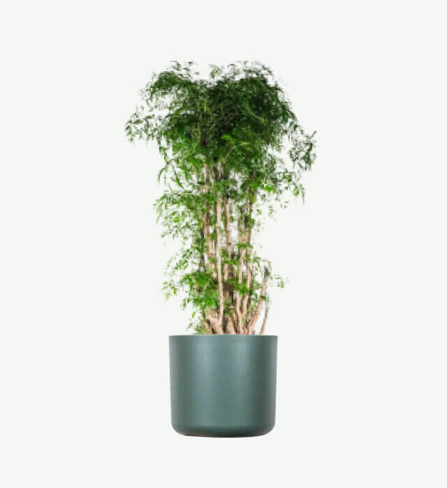 plants ecommerce product featured img 19