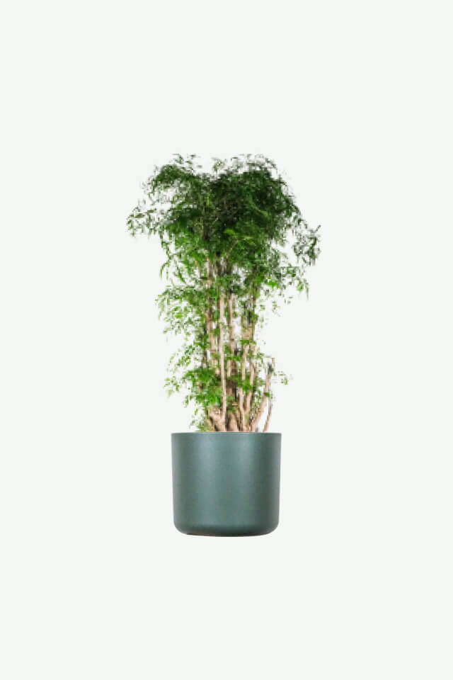 plants ecommerce product featured img 19 plants ecommerce product featured img 19