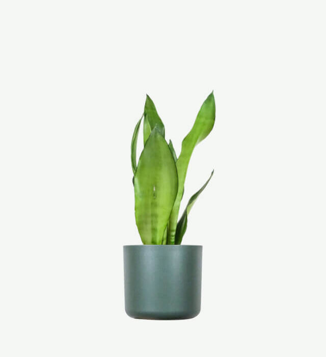 plants ecommerce product featured img 3
