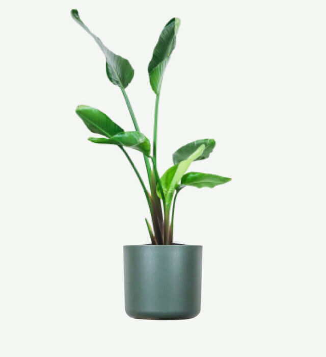 plants ecommerce product featured img 4
