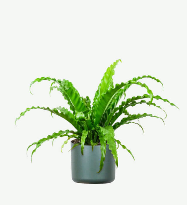 plants ecommerce product featured img 8